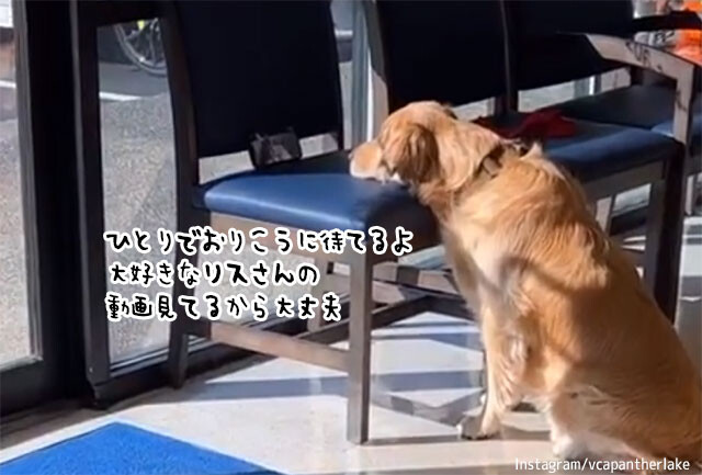 動物病院の待合室でおりこうさんに順番を待っていたゴールデン。リスさんの動画があれば病院も怖くないよ