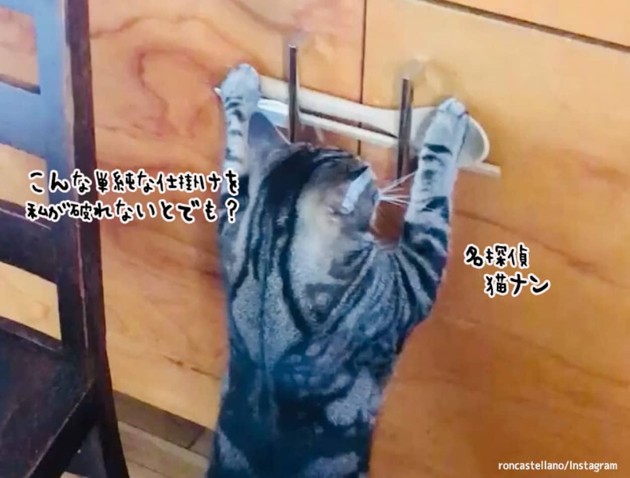 開かないようにロックしていた棚を簡単に開けてしまう賢い猫