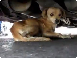 犬