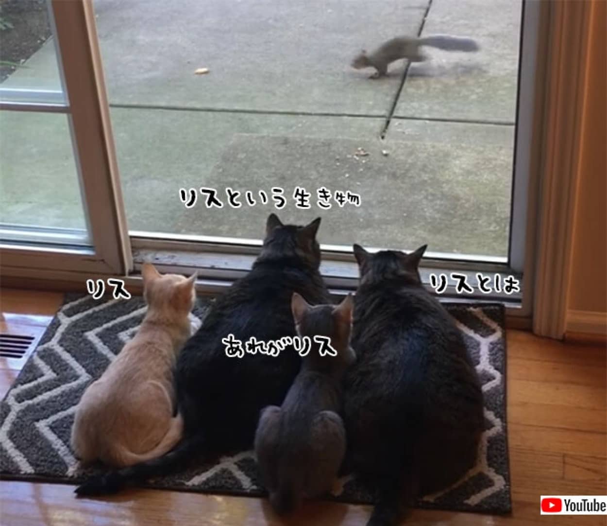 リス観察中(猫4匹)