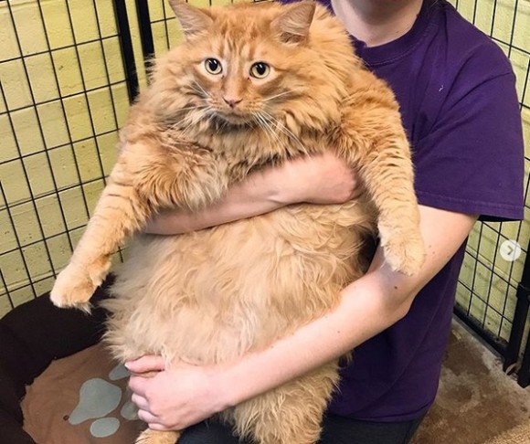 飼い主が認知症、餌を与え続けた結果16kgの巨大猫に。施設に引きとられ減量にチャレンジ（アメリカ）