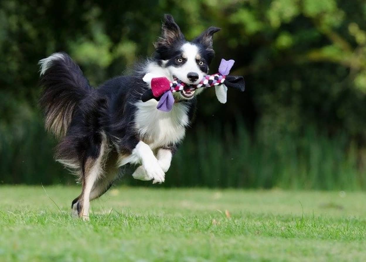 天才犬