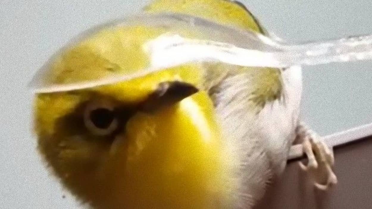 うっとりキュート スプーンでモフられる鳥さんの様子がかわいい カラパイア うっとりキュート スプーンでモフられる鳥さんの様子がかわいい カラパイア