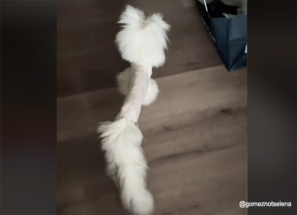 胴体の細がすぎる！ヘアカット直後の猫のボディが棒状になっていた
