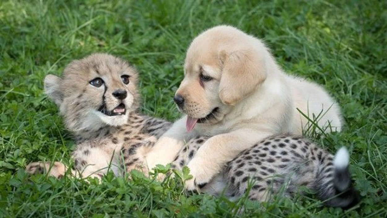cheetah-1_e