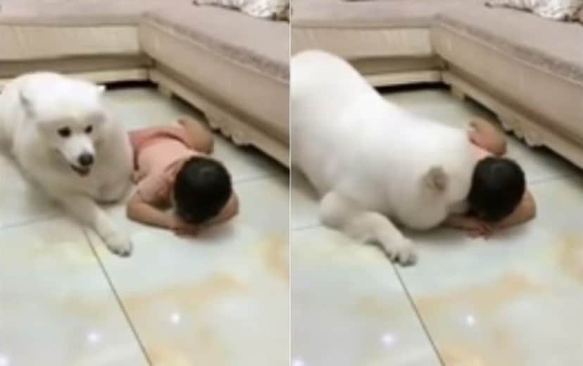 ねえ泣かないで ボクがそばにいるよ もう大丈夫だよ つらい時 悲しい時 慰めてくれる動物たち カラパイア