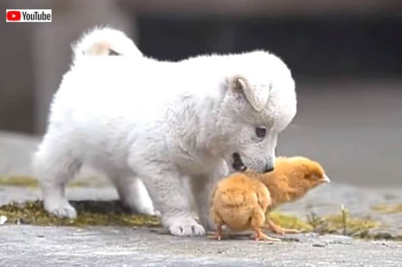 puppynchicks1_640