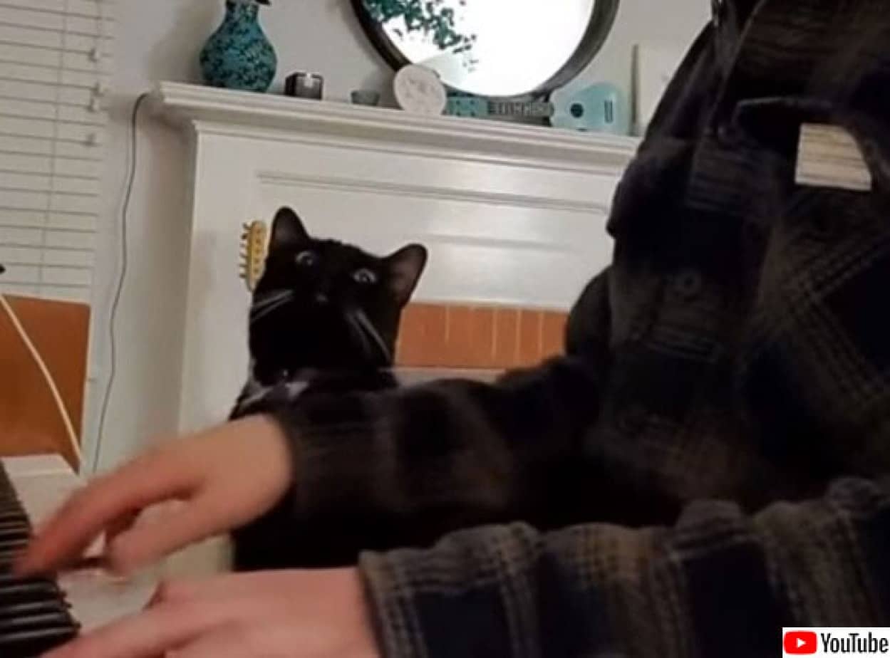 ピアノを触るなら 私を触りなさいよ 飼い主の横に座って自分を使って演奏させようとする猫 カラパイア