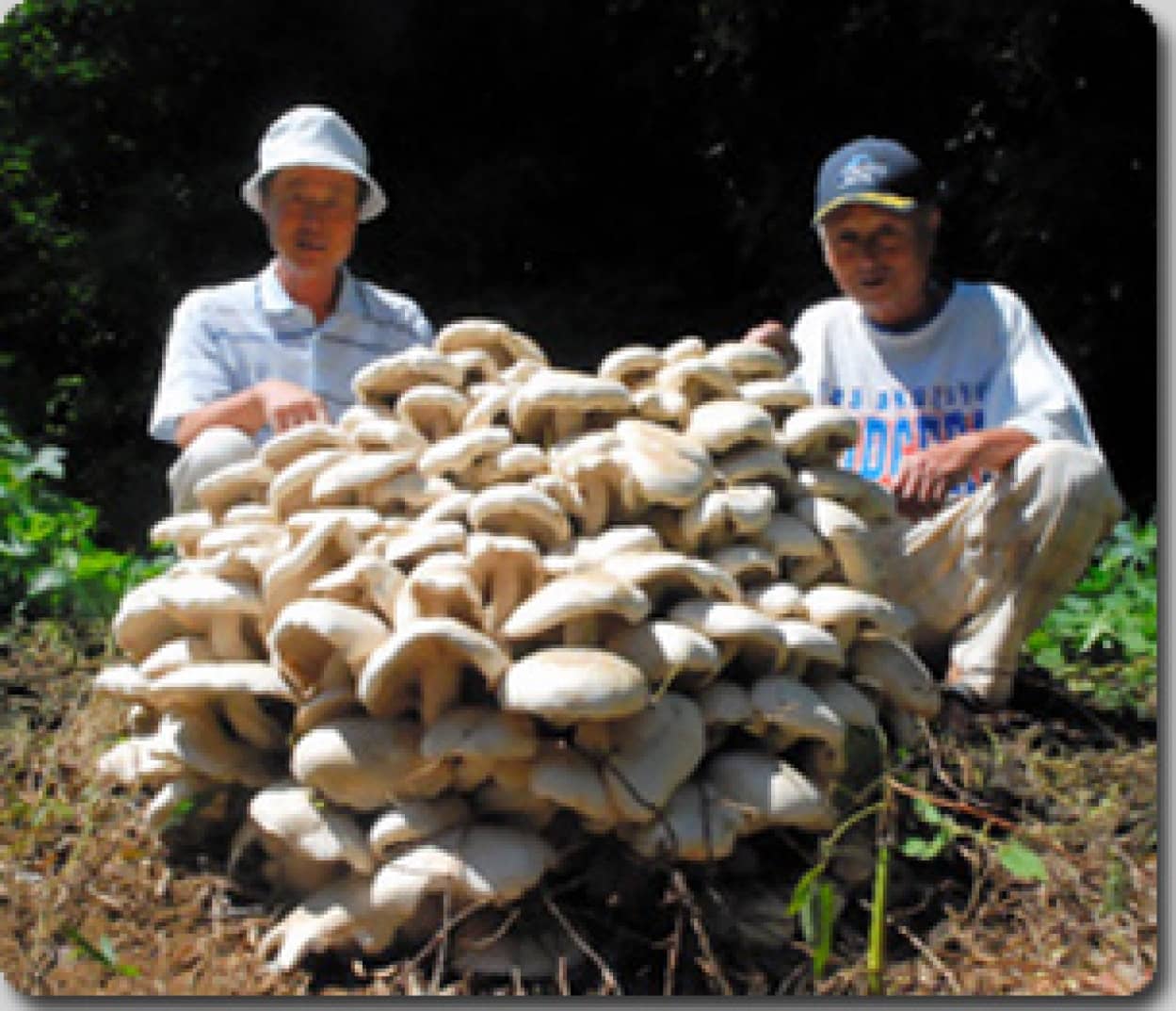 白いキノコの巨大群生が出現 茨城県 カラパイア