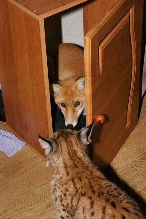 pets_67