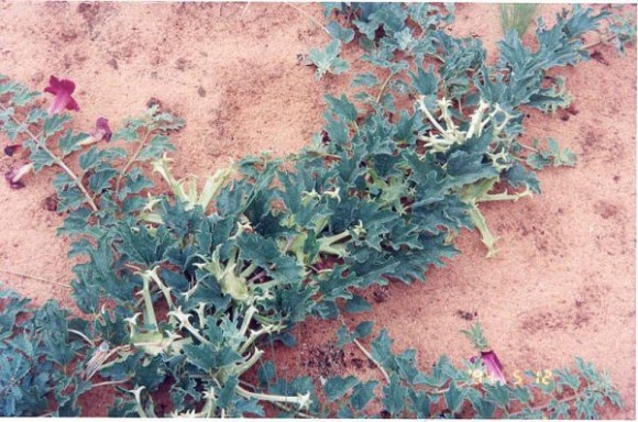 植物ってやっぱ面白い 世界10の奇妙な植物 カラパイア 植物ってやっぱ面白い 世界10の奇妙な植物 カラパイア