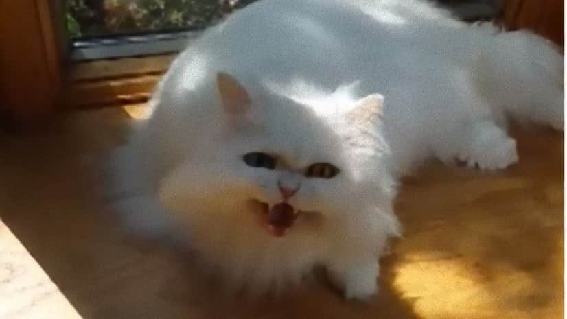 ごみ箱から保護された白い猫は耳が聞こえなかった 大きな鳴き声で自分の存在を伝えるよ カラパイア