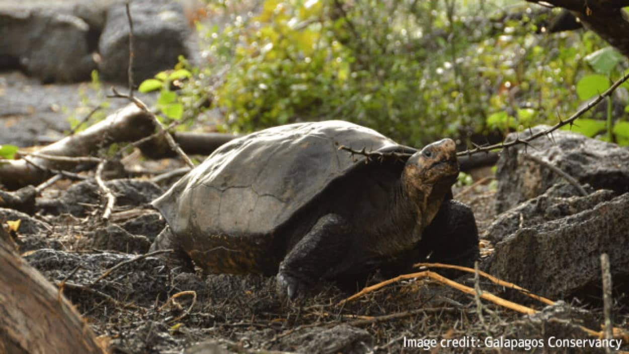 絶滅したと思われていたガラパゴスゾウガメの生存を確認。火山島でひっそり生きていた