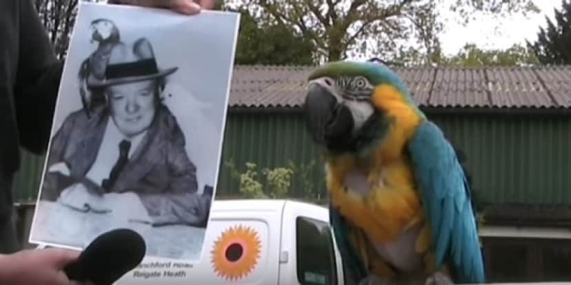 macaw3_e