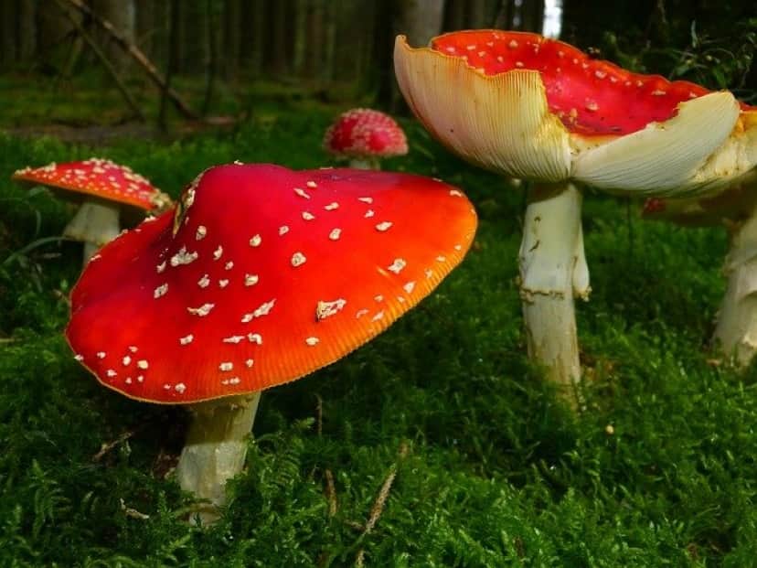 fly-agaric-ga7211592b_640