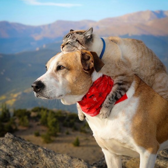 犬と猫が仲良く飼い主と一緒に冒険の旅へ