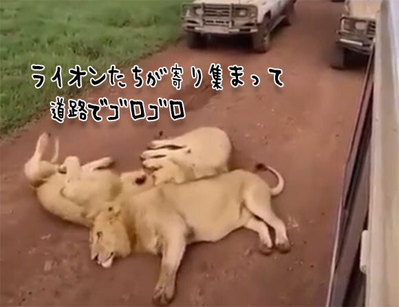 怖かわいさの大渋滞。道路に寝そべり通行止めにした3頭のライオン