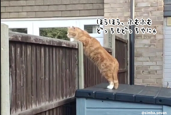 ゴシップ好きな茶トラ猫、塀越しから身を乗り出して聞き耳を立てる