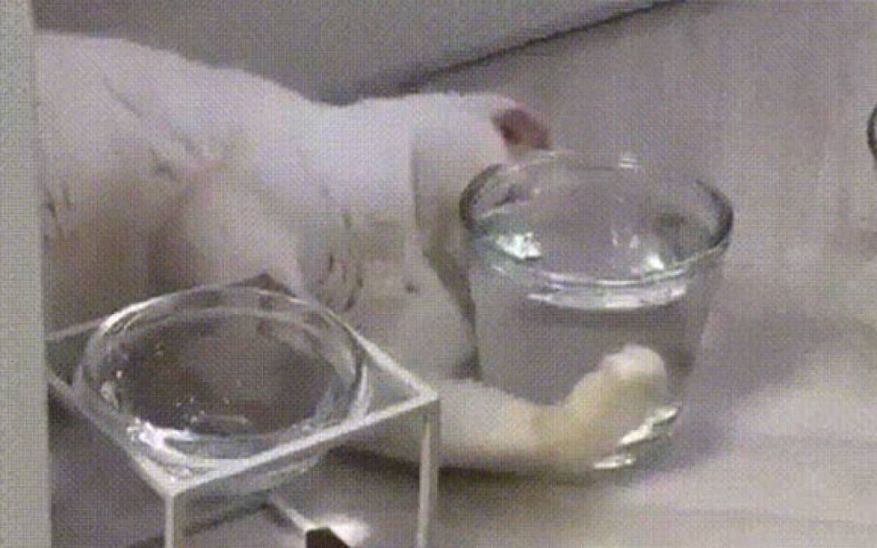 掘ったり抱いたり埋まったり 猫とコップの奇妙な関係 カラパイア 掘ったり抱いたり埋まったり 猫とコップの奇妙な関係 カラパイア