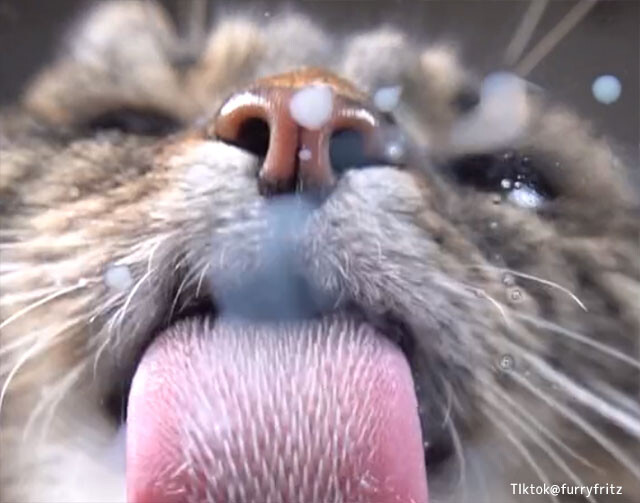 猫の舌が丸わかり。こぼれたミルクを舐める様子を下から撮影