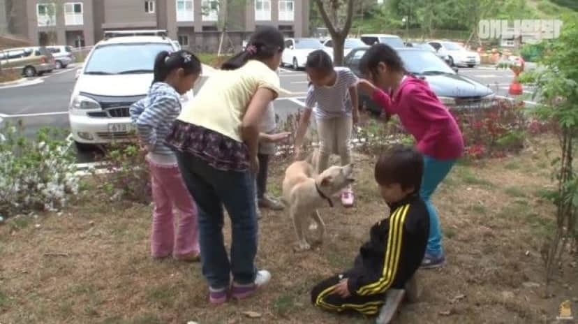 人間の大人が怖い 飼い主との距離をキープし続ける犬 カラパイア 人間の大人が怖い 飼い主との距離をキープし続ける犬 カラパイア