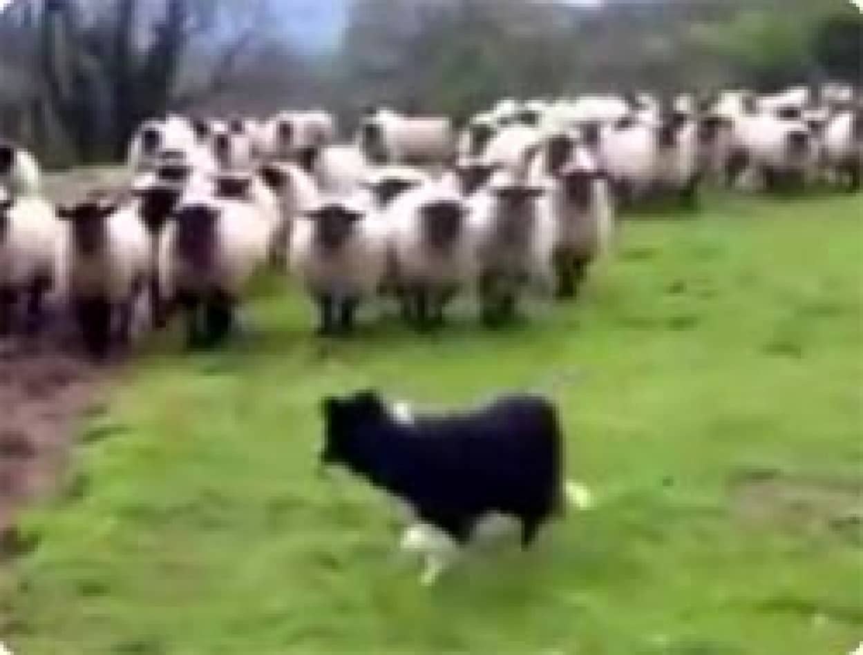 羊が怖くて逃げ惑う牧羊犬 イギリス カラパイア 羊が怖くて逃げ惑う牧羊犬 イギリス カラパイア