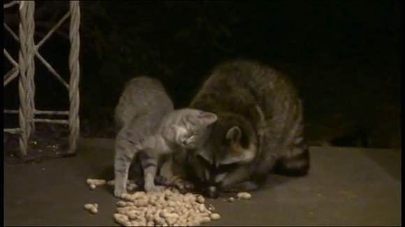 73_TOP_Feral Kitty Adores Raccoon So Much_e