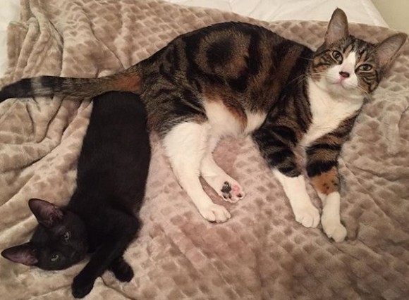 弱り果てた状態で保護された子猫が、永遠の猫友を欲しがっていた猫の元へ引き取られるまでの物語（アメリカ）