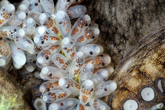 水中神秘 まるでフジの花のようなタコの卵 海藤花 カラパイア