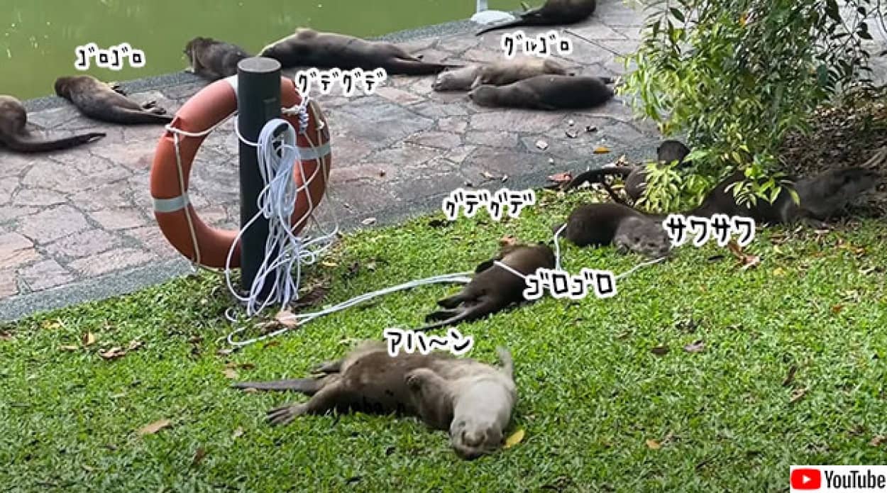 転がるだけでなぜかわいい?カワウソの群れが一斉にグデゴロする超癒し