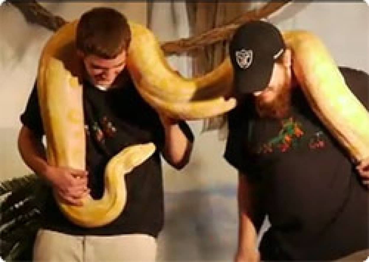 子どもたちに大人気 巨大ニシキヘビを使ったお笑いショーは大人には失笑レベル カラパイア