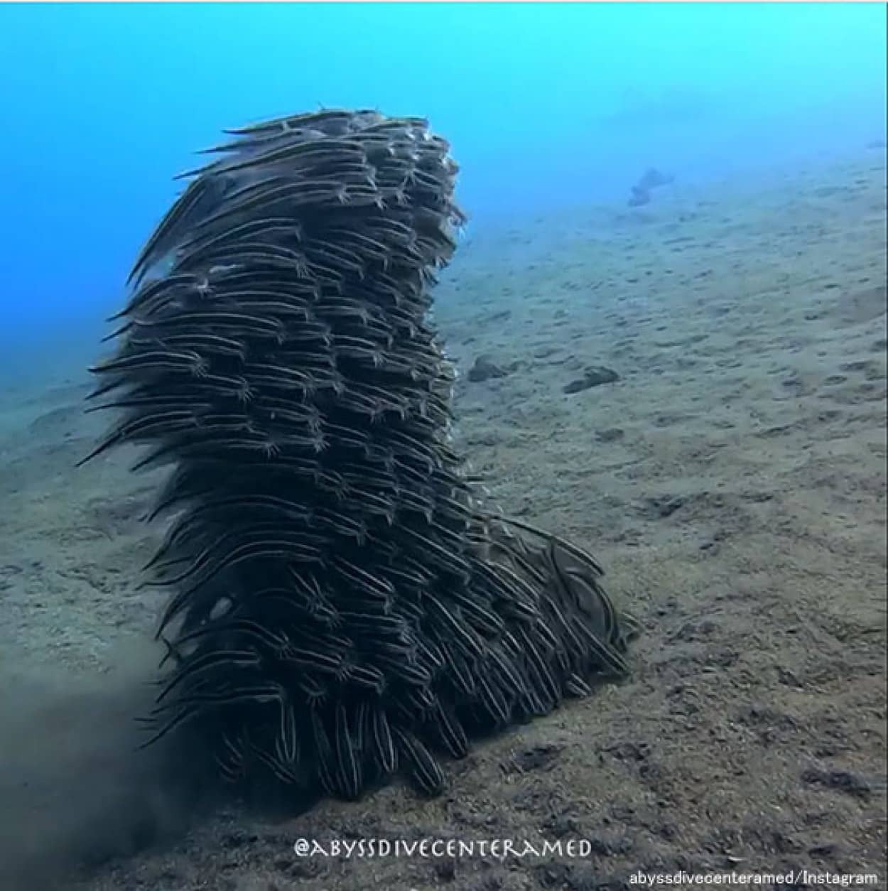 意思を持った巨大生命体みたい 群れで様々なフォーメーションを作る魚 カラパイア 意思を持った巨大生命体みたい 群れで様々なフォーメーションを作る魚 カラパイア