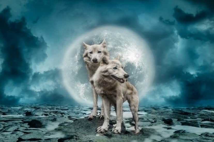 wolves-2969361_640_e