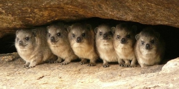 ここはネット動物園 ユニークかわいい動物たちを観察しよう カラパイア