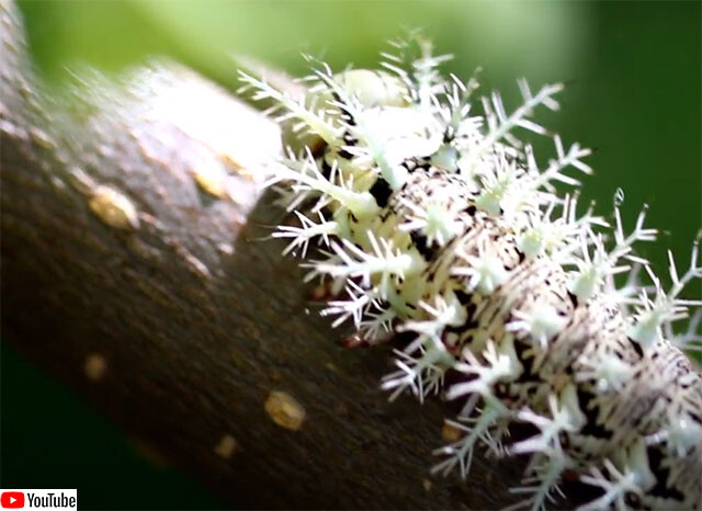 「殺人毛虫」の異名を持つ、世界最強級の猛毒ケムシ、「ベネズエラ・ヤママユガ」の幼虫