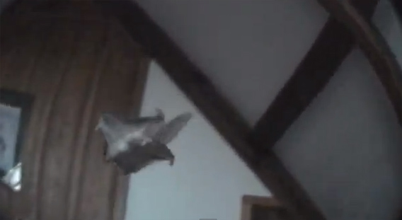 これがよく飛ぶんだわ モモンガを飼っているお宅の日常 カラパイア