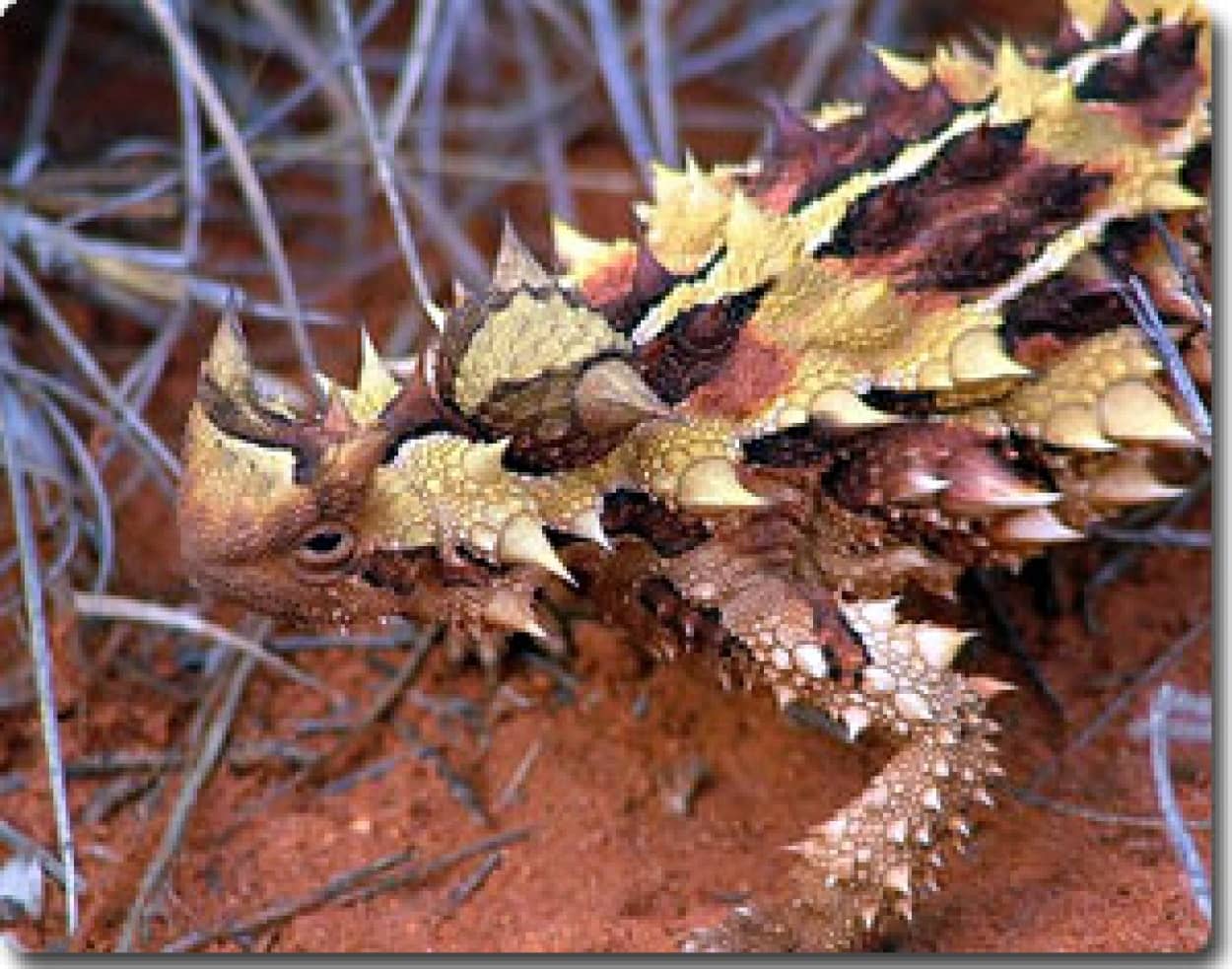 トゲだらけの悪魔 Thorny Devil と名づけられたかっこいいトカゲ モロクトカゲ カラパイア