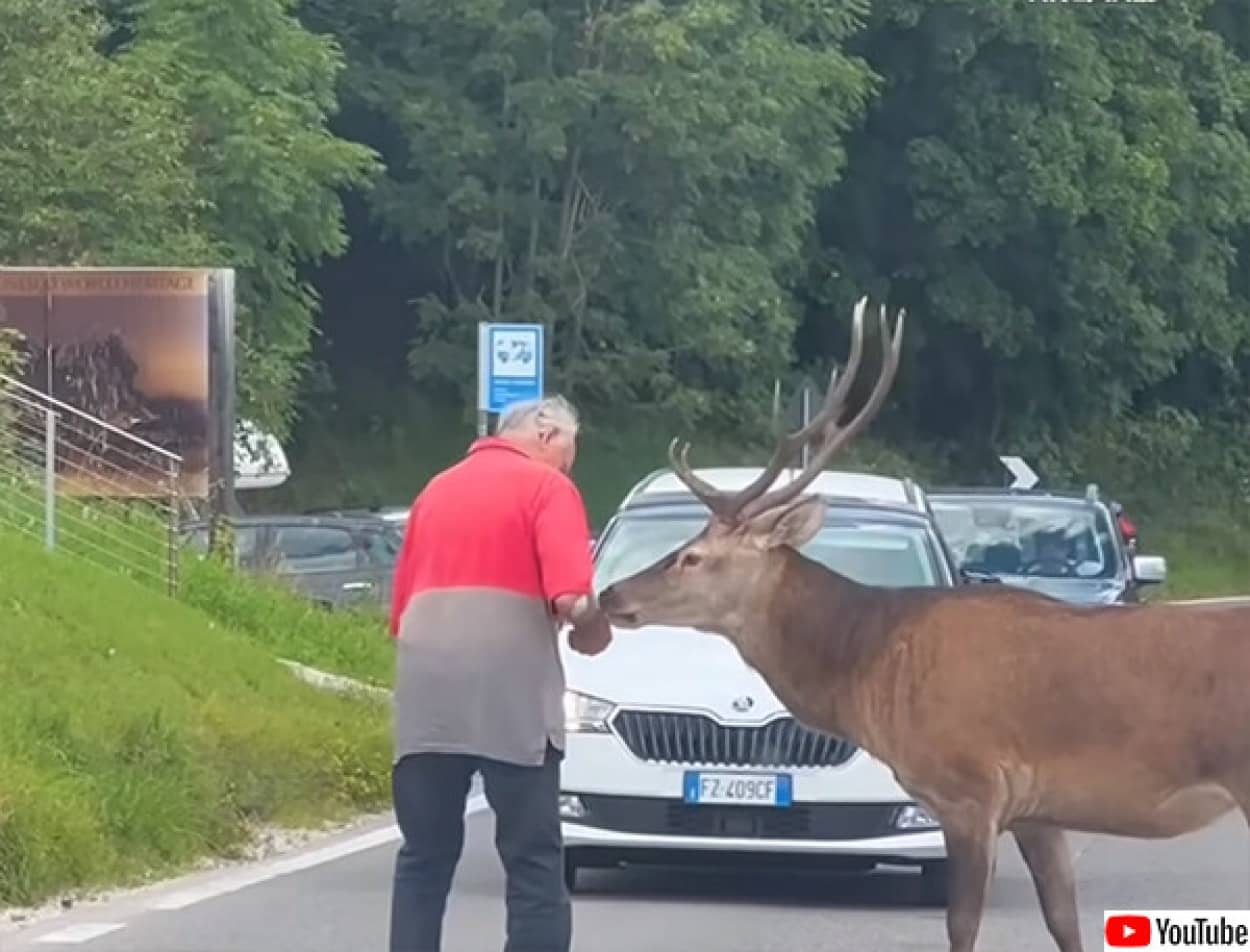 おじいさんが困っている鹿を助ける