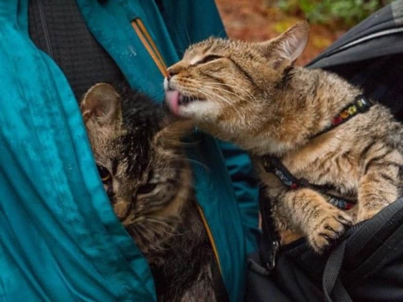 these-kittens-were-abandonus-8__880_e
