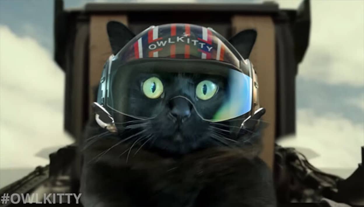 トップガンと猫