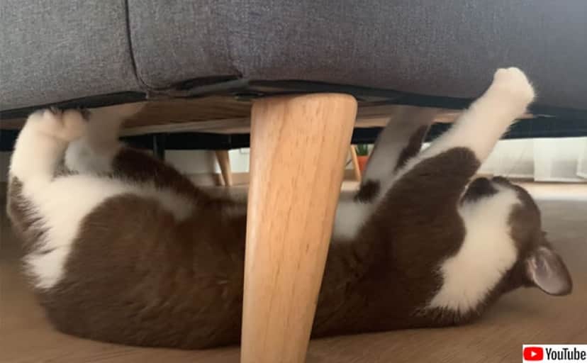 猫の自主トレ風景がすごい ベッドの下を逆さまで高速移動 末は忍者かスパイダーマン カラパイア 猫の自主トレ風景がすごい ベッドの下を逆さまで高速移動 末は忍者かスパイダーマン カラパイア