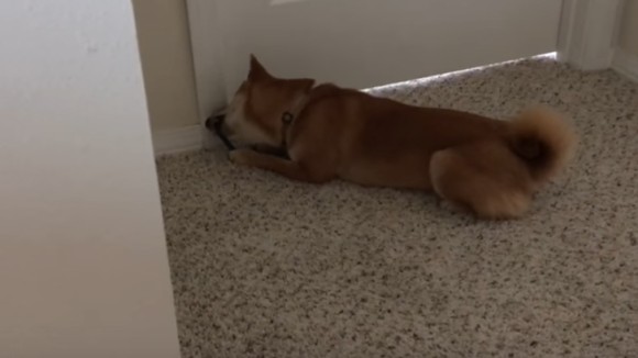 これは何なん 小首をかしげてドアストッパーの正体を暴こうとする柴犬のかわいさよ カラパイア これは何なん 小首をかしげてドアストッパーの正体を暴こうとする柴犬のかわいさよ カラパイア