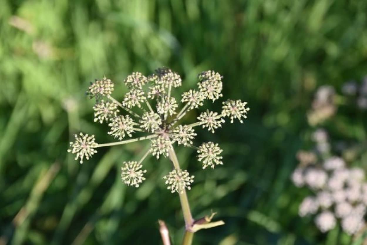 ソクラテスの薬殺刑に使用された猛毒植物「ドクニンジン」がアメリカで満開の時期を迎える