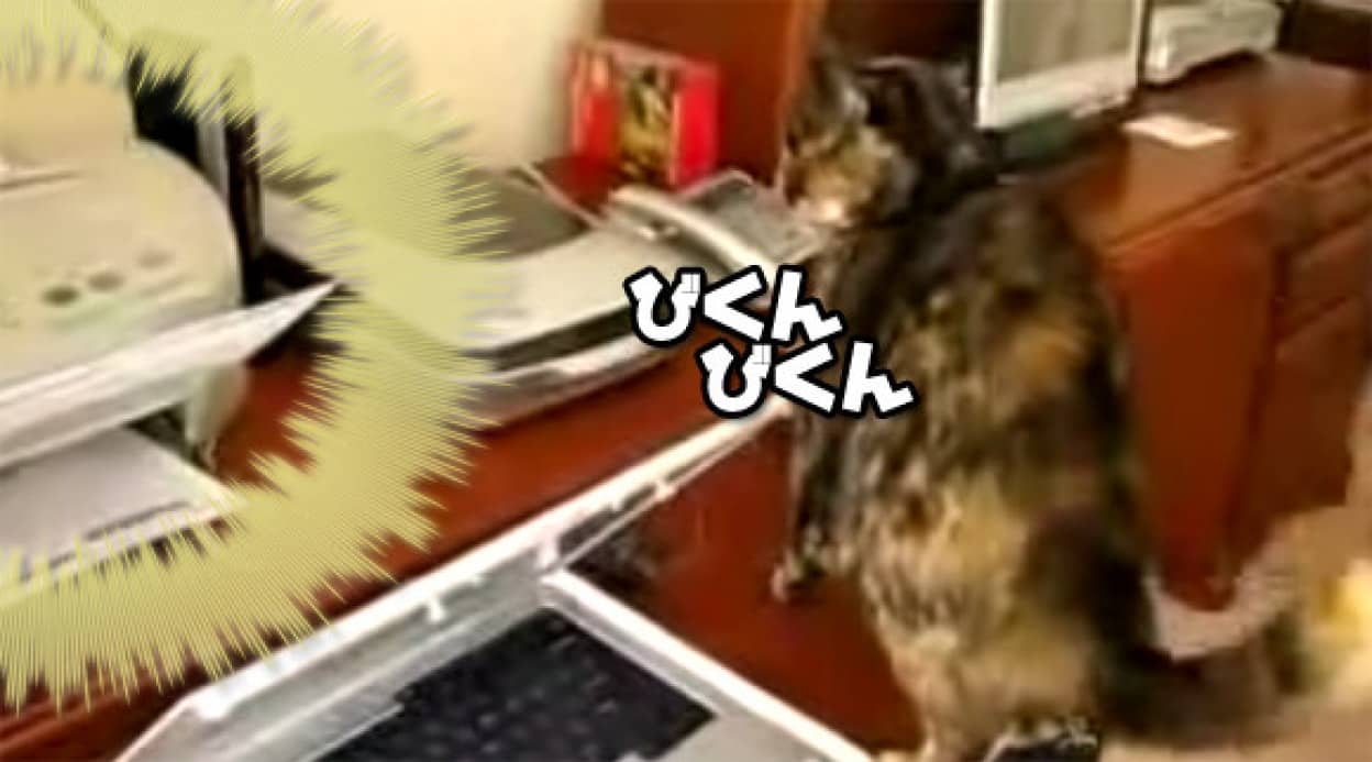 にゃんなの にゃんなの プリンターにビクつく猫とそのごまかし方 カラパイア にゃんなの にゃんなの プリンターにビクつく猫とそのごまかし方 カラパイア