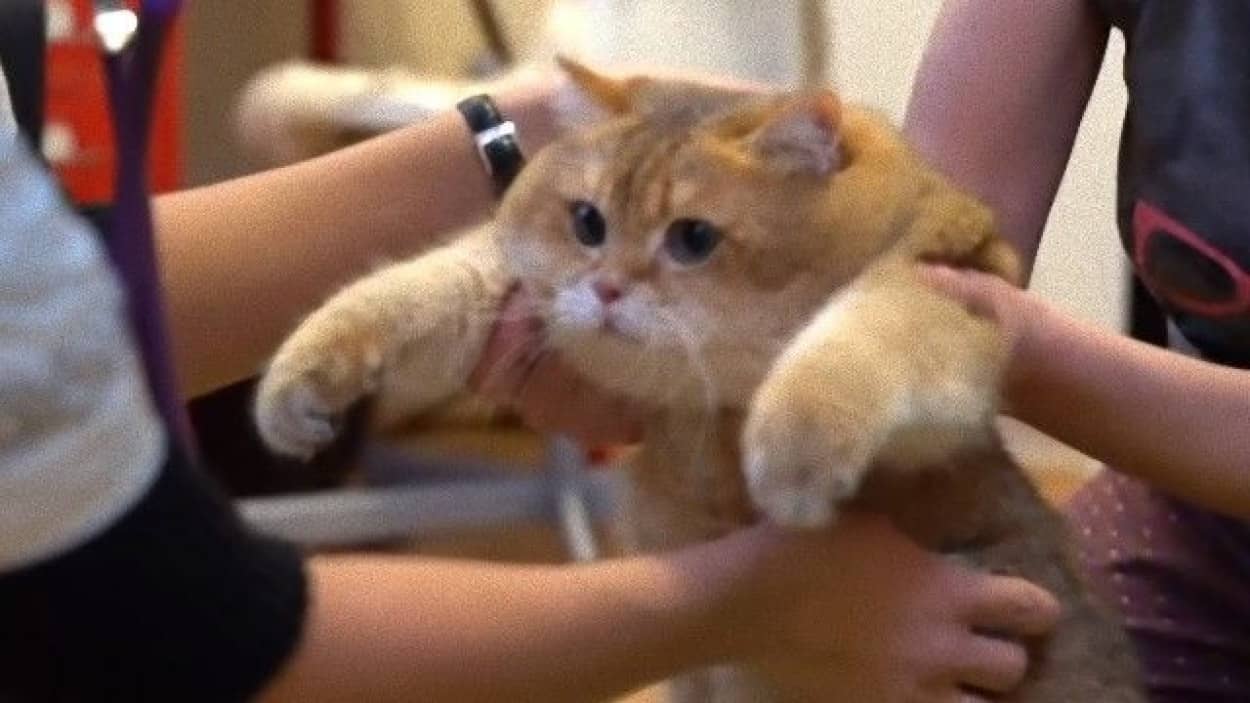 ロシアのモフふわキャットホシコさん 予防接種を受ける カラパイア ロシアのモフふわキャットホシコさん 予防接種を受ける カラパイア