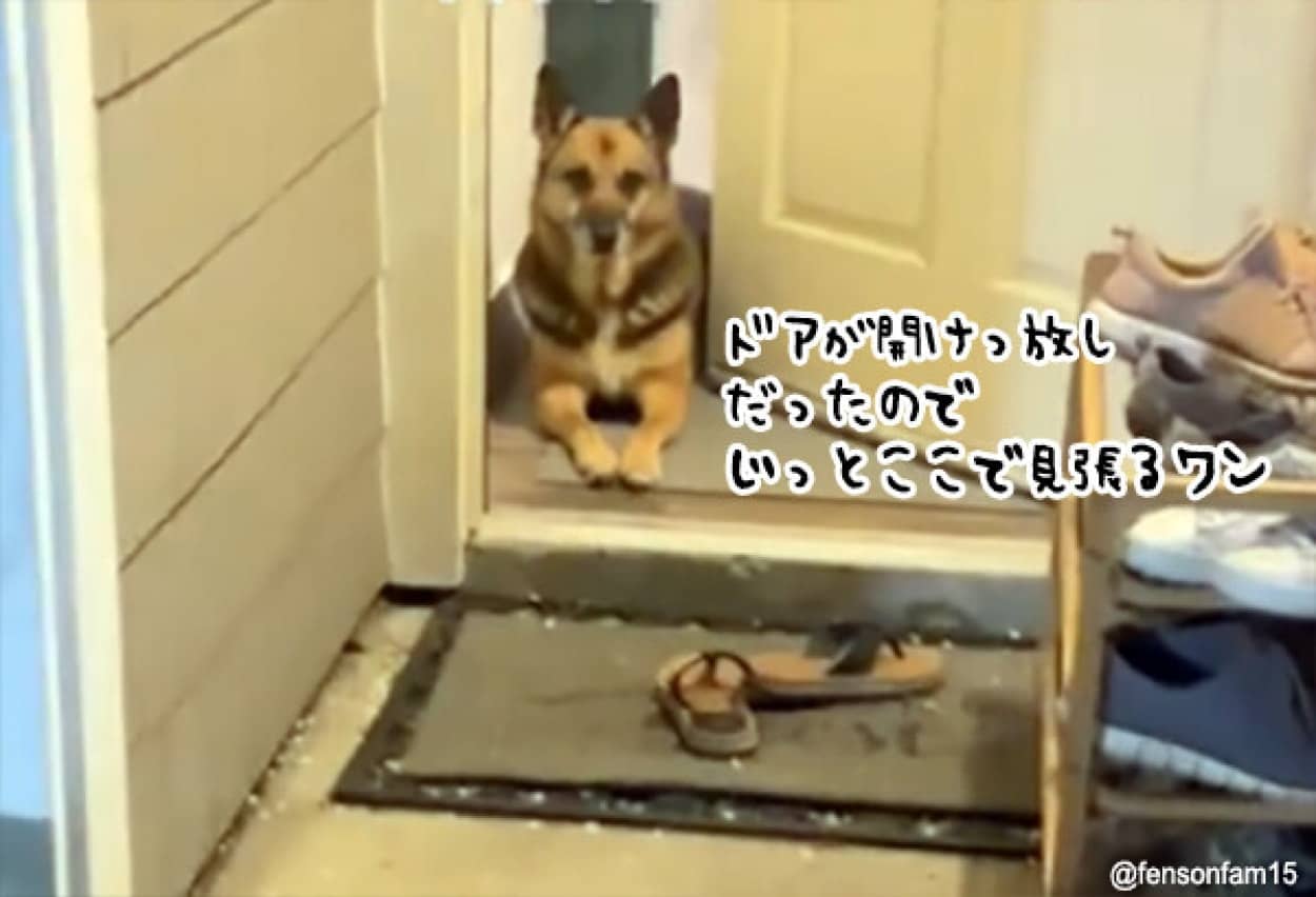 開けっ放しのドアの間に座り家を守った犬
