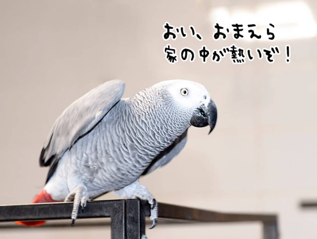 ヨウムが家族を火事から救う