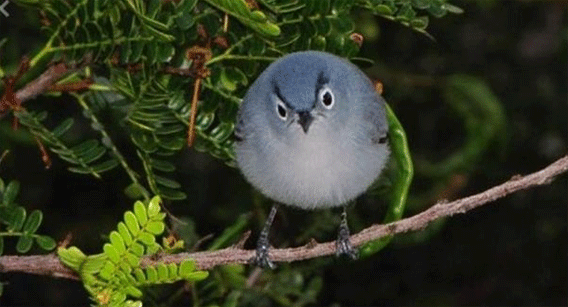 怒ってる 怒ってるの アングリーバードな鳥たちの表情をとらえた写真 カラパイア