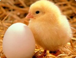 鶏が先か 卵が先か の謎 ついに解明 英研究 カラパイア