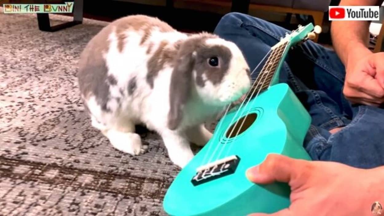 ウサギのビニにギターを教えてみた もしかして天才 と思ったけど最後はやっぱりこうなった カラパイア